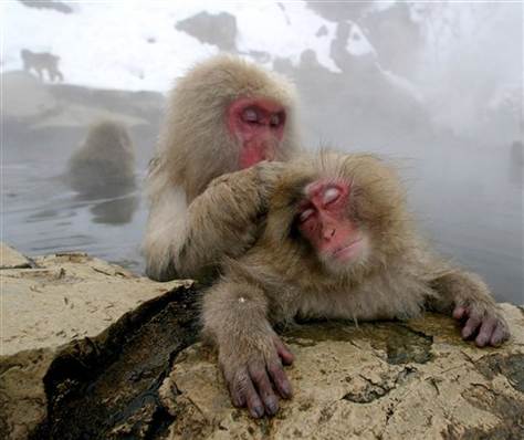 "Now that I'm grooming  you...I'm gonna give you Macaque"
