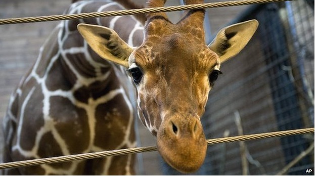 How can you kill an innocent giraffe with a face like this?
