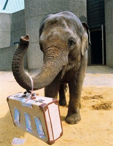 elephant with suitcase