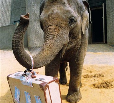 elephant with suitcase