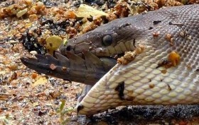 snake eating a crocodile
