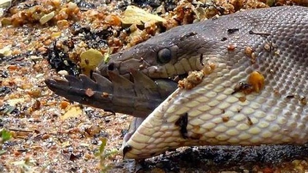 snake eating a crocodile