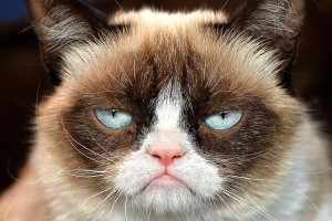 grumpy cat picture