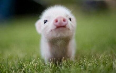 baby-pig