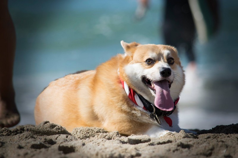 Writtalin SoCal Beach Day Writtalin